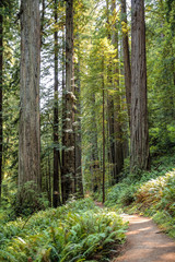 Big green tree forest trail at Redwoods national park spring 