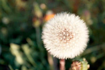 Dandelion on green grass, macro photo. Summer background.