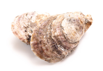 Oysters on a White Background