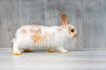 Funny bunny or baby rabbit white fur and long ears is walking on wooden floor with gray background use as for Easter Day.