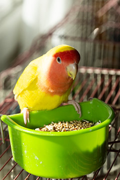 Agoporni suelto comiendo alpiste.