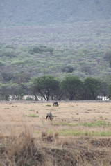 Fototapeta na wymiar wildebeest savannah