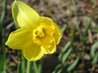 Obraz na płótnie Canvas first spring daffodil