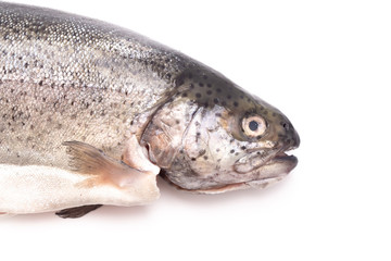 Rainbow Trout on a White Background