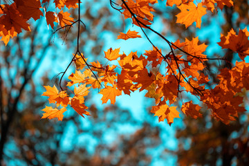 Red maple leaves against the blue sky