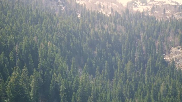 High-altitude Pine Tree Forest on a beautiful sunny day, with lensflare.