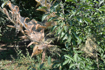 Tent caterpillars nets on fruit  tree in the garden.