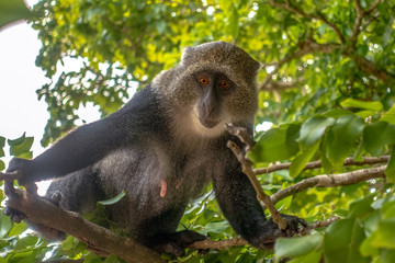 Sykes monkey (Cercopithecus albogularis),close-up in forest. Zanzibar.