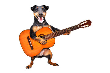 Funny dog breed Jagdterrier standing with acoustic guitar isolated on white background
