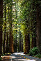 Obraz premium Big green tree forest road view travel at Redwoods national park spring 