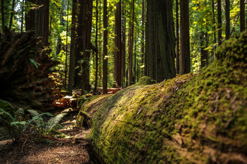 Big green tree forest trail at Redwoods national park spring  moss