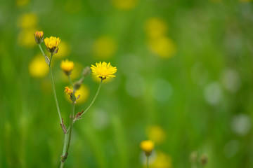 Fototapeta premium wild flowers on blurred background