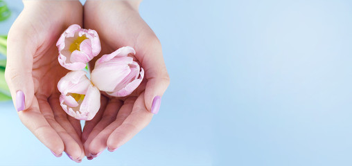 Female hands with purple manicure hold tulips.