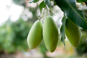 Mango tree with fruits