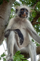 Red Colobus monkey in a natural environment, Portrait,Zanzibar.