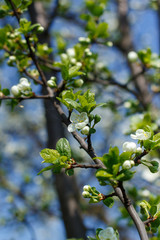 bloom