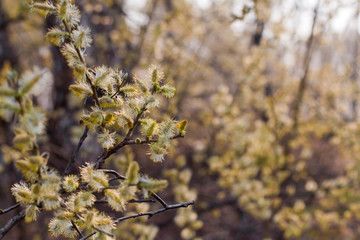 flowering trees in spring. willow branch. willow blossom