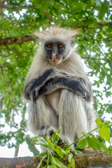 Fototapeta na wymiar Red Colobus monkey in a natural environment, Portrait,Zanzibar.