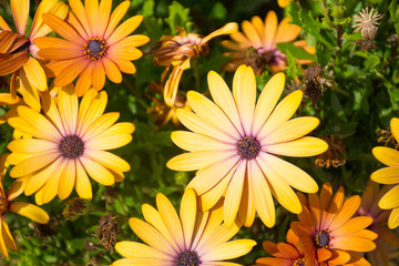  Yellow flowers in a garden in spring