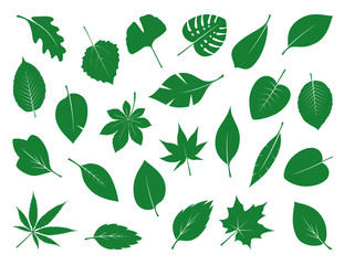 Collection of Green Leaves. Vector Illustration.