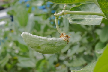 Close-up fruit of Crown flower (Calotropis Gigantea) with green nature blurred background, other names Giant Indian Milkweed, Giant Milkweed, Tembega.