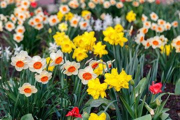 Daffodils on the city flowerbed