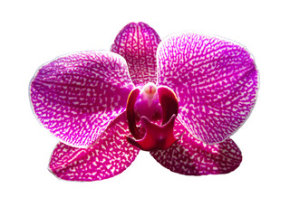 Fototapeta na wymiar Pink Phalaenopsis or Moth dendrobium Orchid flower in winter or spring day tropical garden isolated on white background Selective focus Agriculture idea concept design with copy space add text.