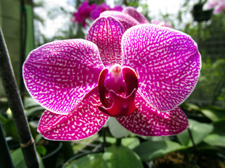 Orchid flower in garden at winter or spring day for postcard beauty and agriculture idea concept...