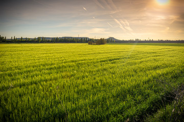 campo en primavera con árboles brotando