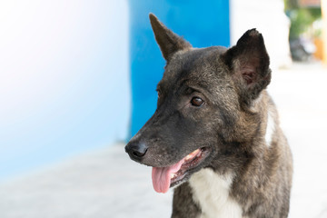 face of Thailand dog black color open his mouth and tongue