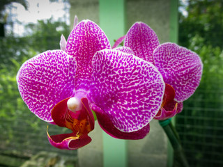 Branch of pink Orchid Phalaenopsis on a background of leaves in a tropical garden, Nature, Agriculture. Selective focus