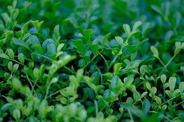 green leaves background
