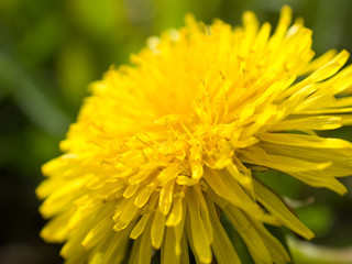 yellow dandelion spring flower