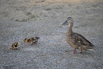 duck on the sand