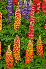 Flowering Lupins 'Inspiration' in a flower border