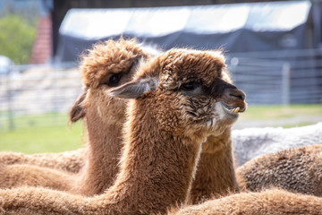 Obraz premium flock of alpacas