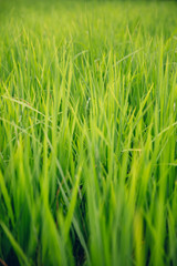 Fototapeta na wymiar Paddy rice field in clear light day