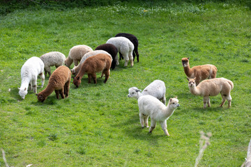 flock of alpacas