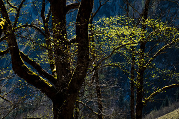 Obraz premium The sunlight shoots on the tree leaves in the forest