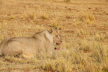 Lioness eating kill with blood
