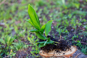 Plant lilies of the valley. Green lilies of the valley with roots. Planting plants in the garden. Plant in the sun. plant bokeh