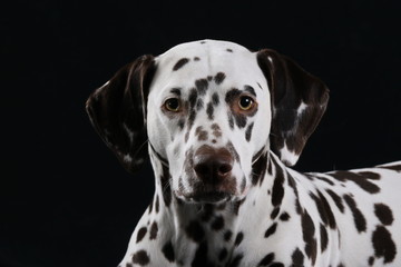 Portrait von einem leberfarbenem Dalmatiner