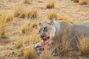 Lioness eating kill with blood