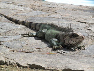 green lizard, iguana verde