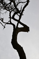 silhouette of a tree