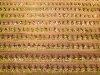 Aerial nature view. Drone view of the spring apple garden.