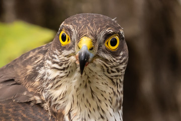 Sparrowhawk (female)