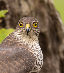 Sparrowhawk (female)