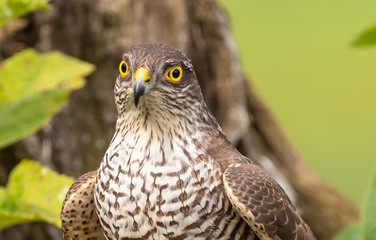 Sparrowhawk (female)