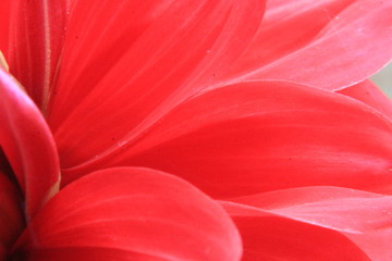 red flower petals macro